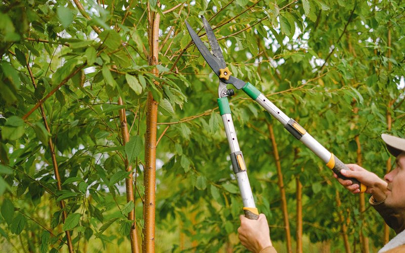 Tree trimming in Willow Lake, SD