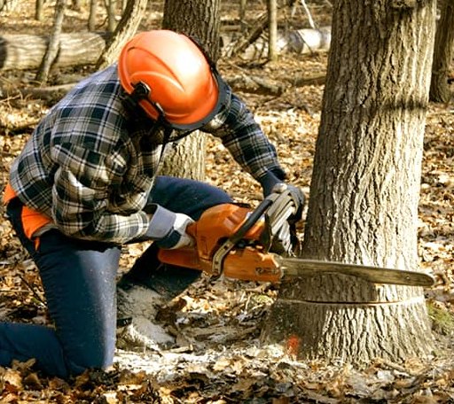 Tree Removal in Willow Lake, SD